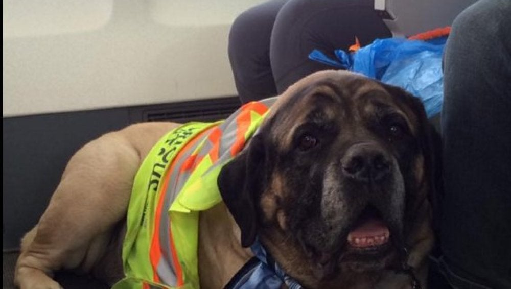 Un perro viajando en cabina