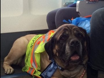 Un perro viajando en cabina