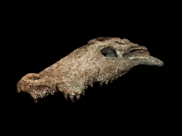 Imagen del 'Agaresuchus fontisensis' Imagen del 'Agaresuchus fontisensis'