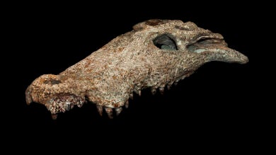 Hallan una especie que podría pertenecer al grupo antecesor de los cocodrilos actuales en Cuenca