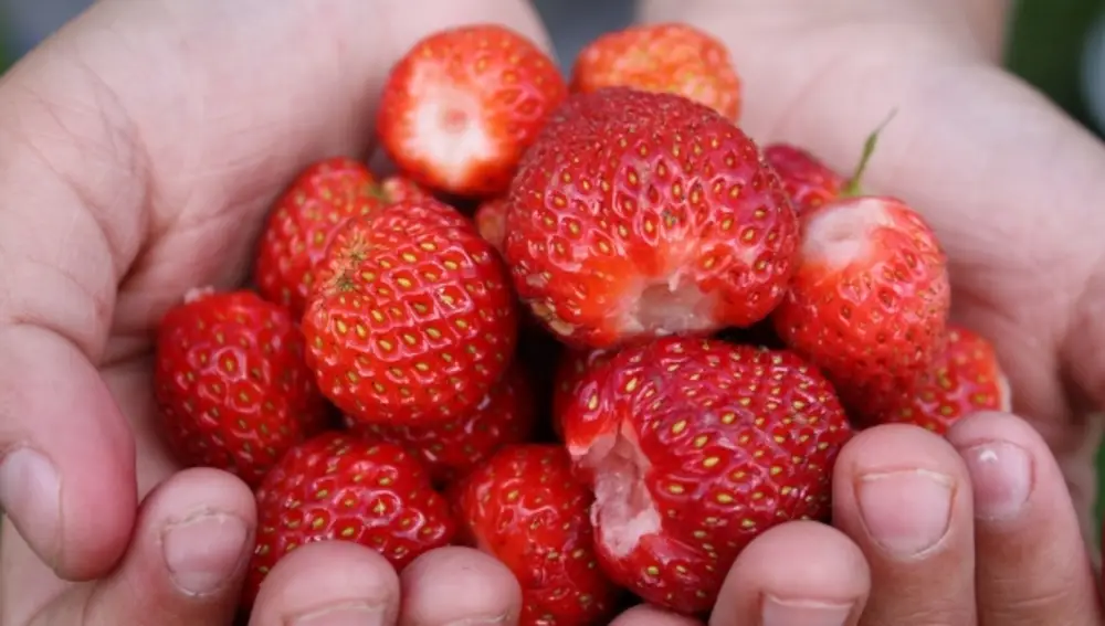 Fresas