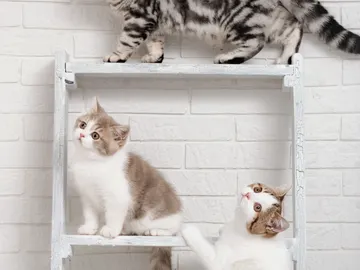 Gatos en escalera Gatos en escalera