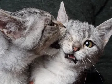 Gatos mordiéndose Gatos mordiéndose