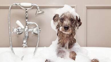 Este viernes se celebra el 'Día Mundial del Perro en la Oficina' para reducir el estrés y la ansiedad