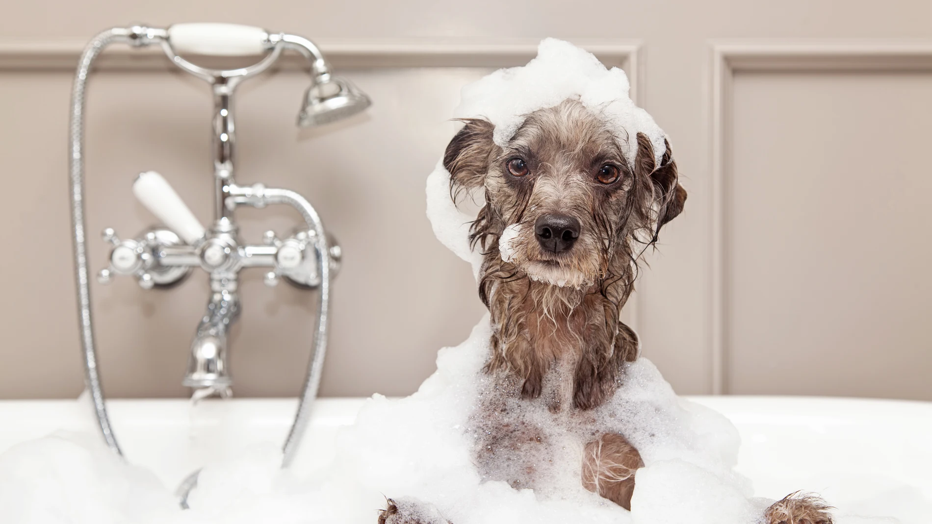 Perro en la bañera Perro en la bañera