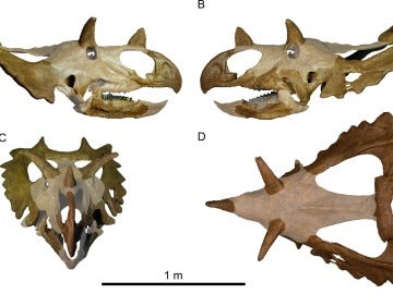 Así sería el nuevo dinosaurio, 'Spiclypeus shipporum'