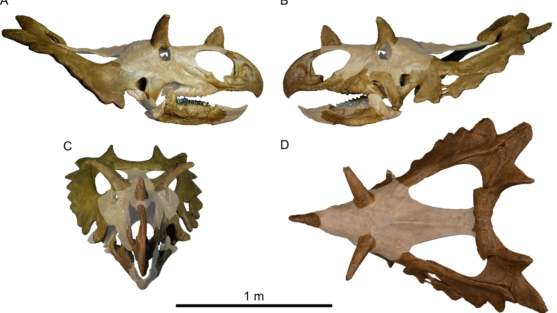 Así sería el nuevo dinosaurio, 'Spiclypeus shipporum' Así sería el nuevo dinosaurio, 'Spiclypeus shipporum'