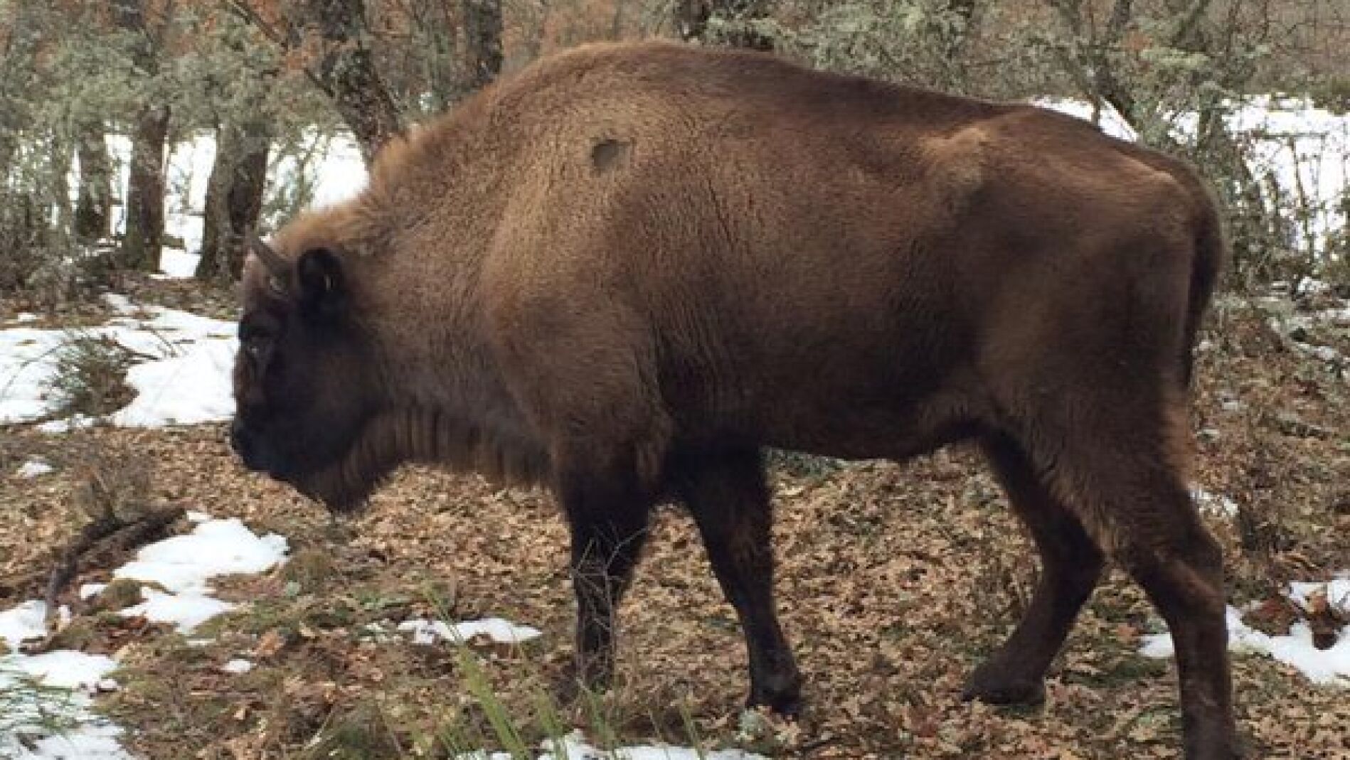 Bisonte europeo del museo de Le&oacute;n