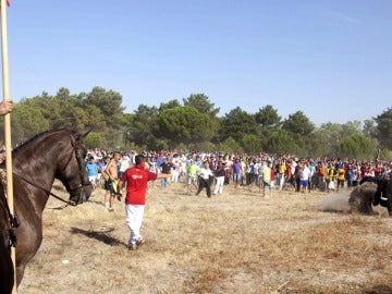 Toro de la Vega Toro de la Vega