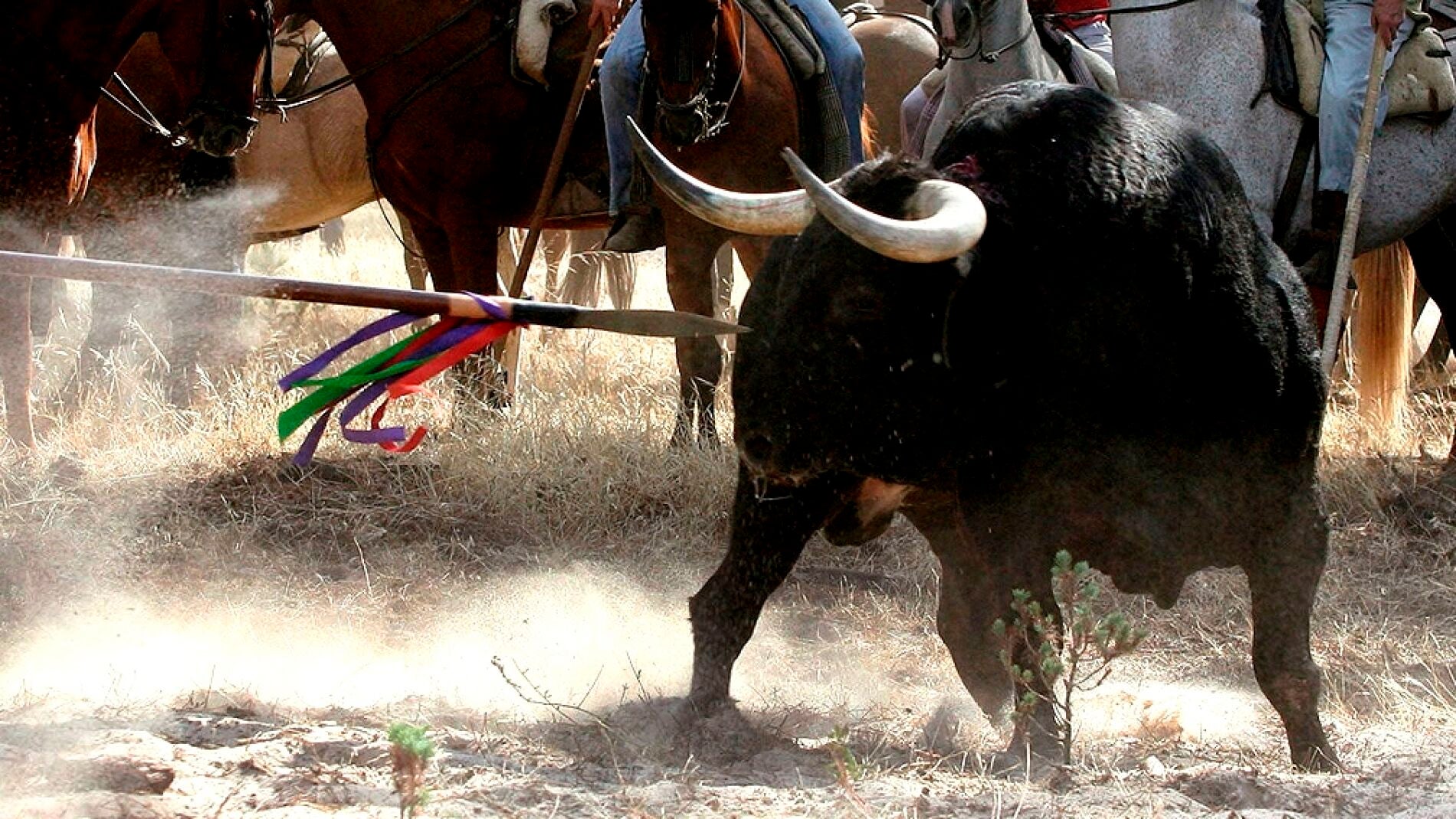 Imagen de archivo del Toro de la Vega