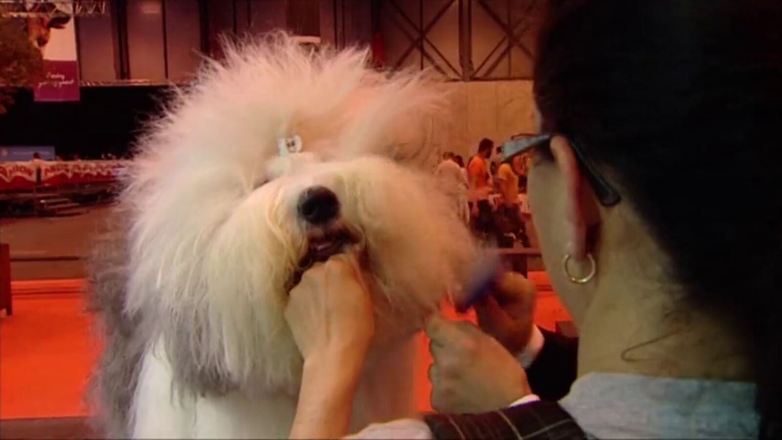 Unos 5.000 perros se engalanan para la mayor feria de mascotas del país