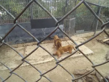 Los leones atacaron al joven que intentaba suicidarse Los leones atacaron al joven que intentaba suicidarse