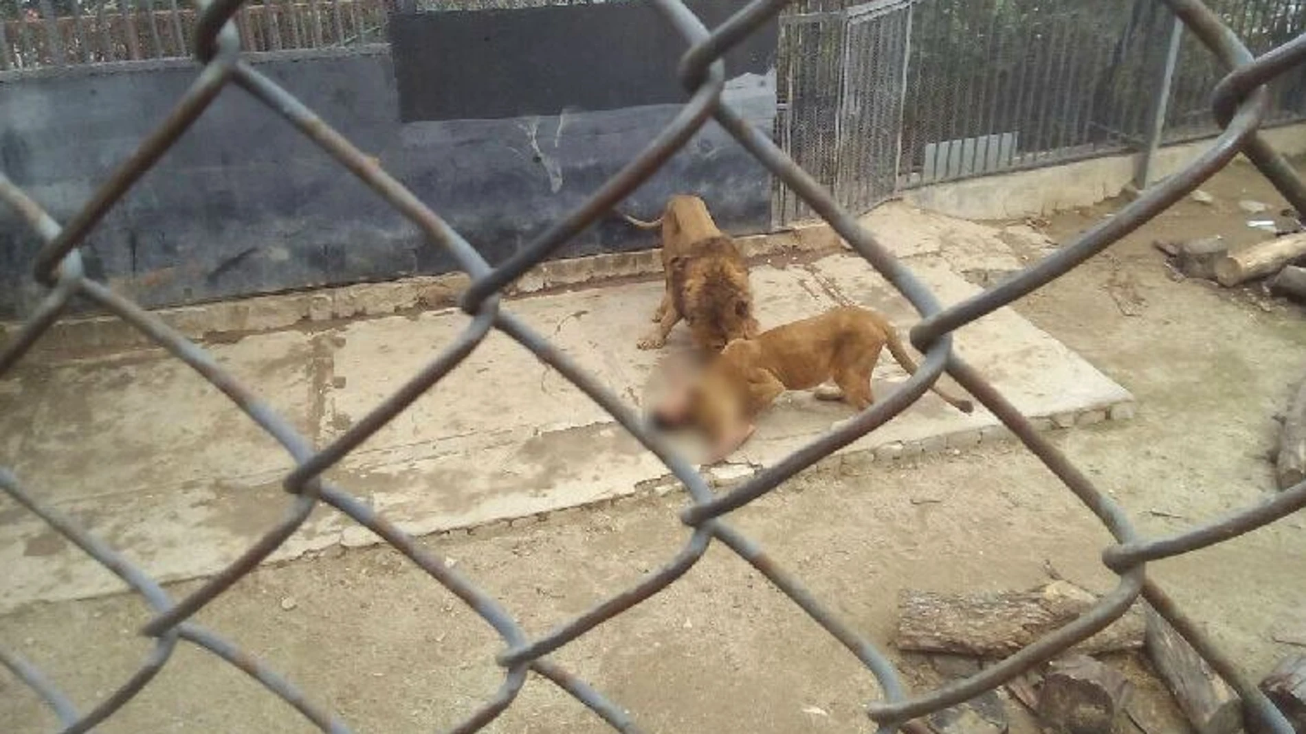 Los leones atacaron al joven que intentaba suicidarse Los leones atacaron al joven que intentaba suicidarse