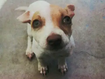 El perro que dio positivo en drogas El perro que dio positivo en drogas