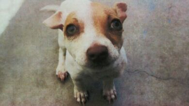 Un perro da positivo en heroína y metanfetamina en California