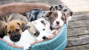 Cachorros de perro Cachorros de perro
