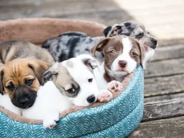 Cachorros de perro Cachorros de perro