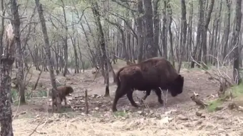 Bisonte en León Bisonte en León