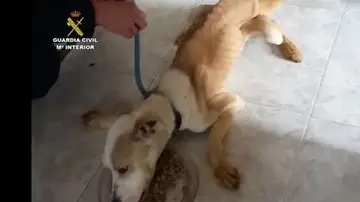 Perro rescatado por el Seprona Perro rescatado por el Seprona