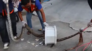 La serpiente atrapada en el inodoro La serpiente atrapada en el inodoro