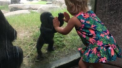 La imagen de una niña y un gorila bebé en un zoo de Texas cautiva a las redes sociales