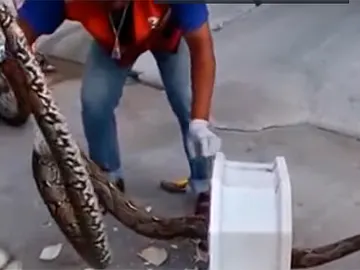 Una pitón de tres metros ataca a un hombre en el váter Una pitón de tres metros ataca a un hombre en el váter