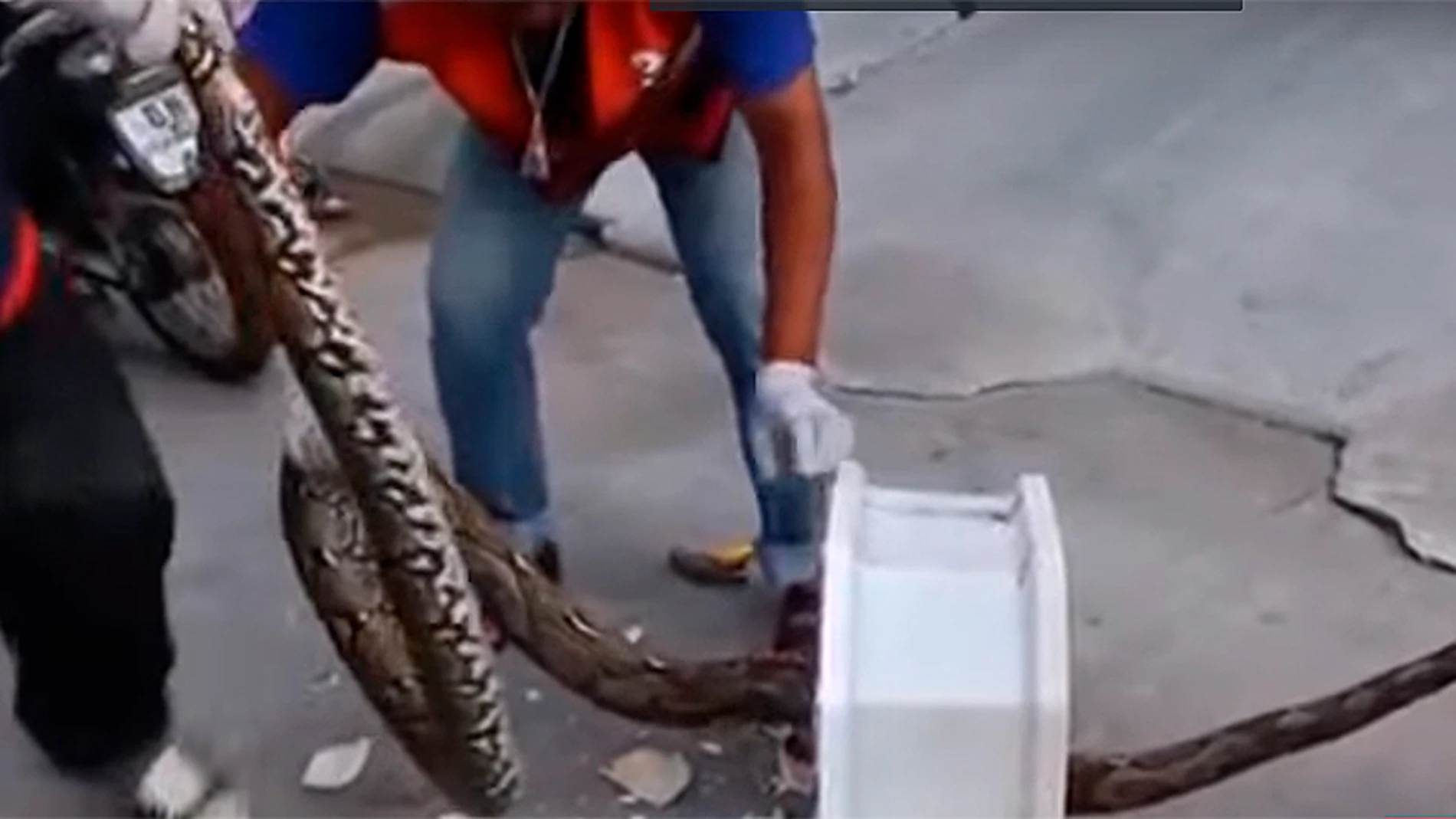 Una pitón de tres metros ataca a un hombre en el váter Una pitón de tres metros ataca a un hombre en el váter