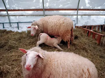 Varias ovejas en una granja Varias ovejas en una granja