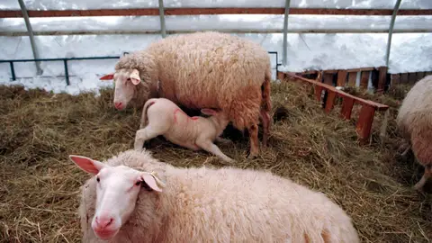 Varias ovejas en una granja Varias ovejas en una granja