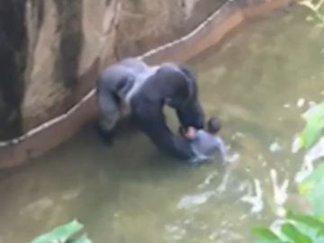 El gorila se acerca al niño en el foso