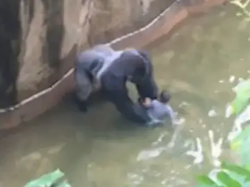 El gorila se acerca al niño en el foso El gorila se acerca al niño en el foso