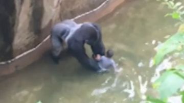 El gorila se acerca al niño en el foso