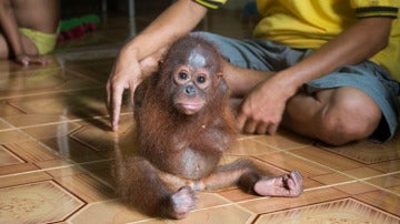 El bebé orangután Joss, traumatizado por su cambio de hábitat.