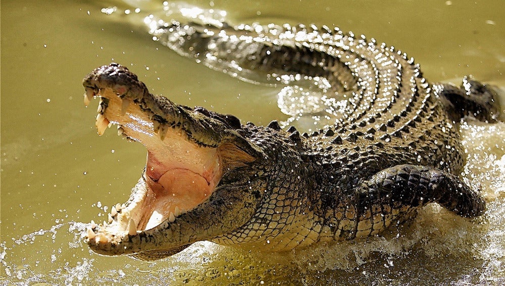 Un cocodrilo mata en Etiopía a un pastor protestante que bautizaba a un  grupo de fieles en un río