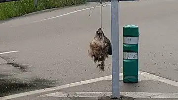 Imagen de la cabeza del lobo Imagen de la cabeza del lobo