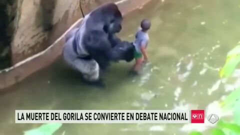 Frame 53.854008 de: gorila