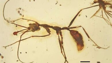 Hallan evidencias de la existencia de unas hormigas depredadoras con cuerno prominente y mandíbulas de gran tamaño en el Cretácico