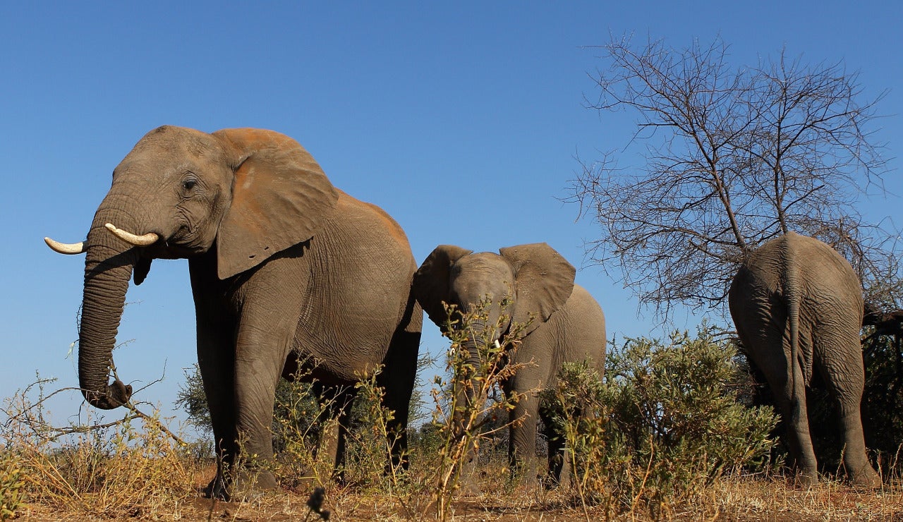Safari en &Aacute;frica