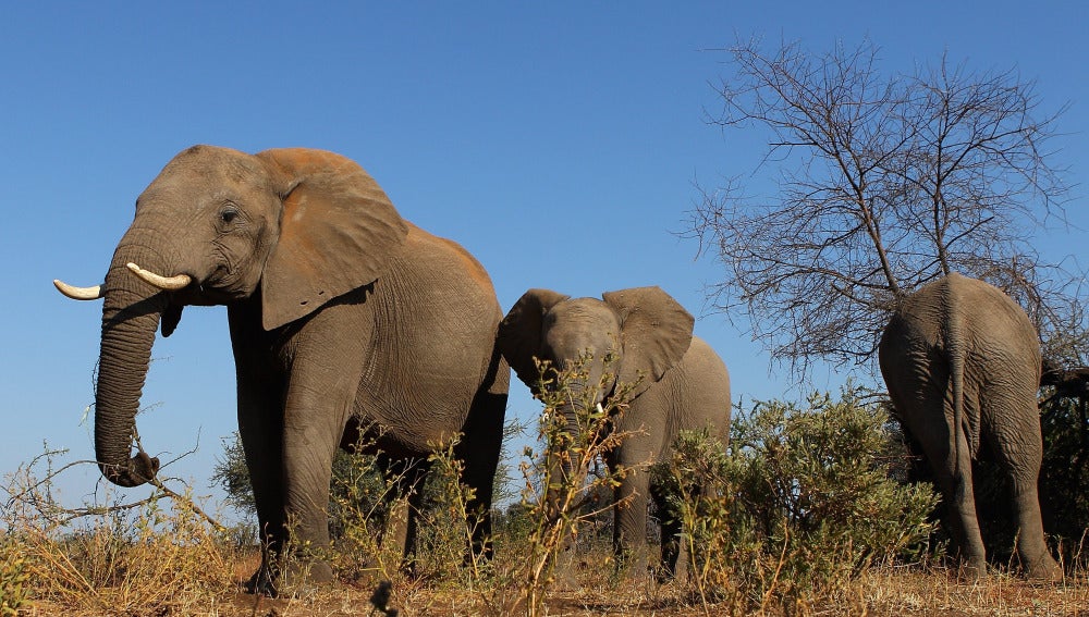 Safari en África
