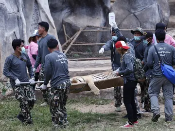 Traslado de un tigre en Tailandia Traslado de un tigre en Tailandia