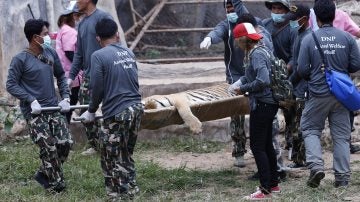 Traslado de un tigre en Tailandia