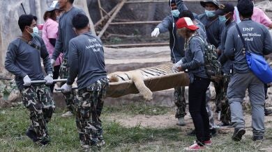 Descubren 40 crías de tigre muertas en un polémico templo de Tailandia