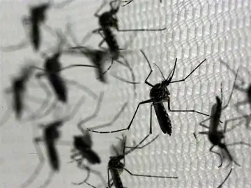 el mosquito 'Aedes aegypti', transmisor del virus del Zika el mosquito 'Aedes aegypti', transmisor del virus del Zika