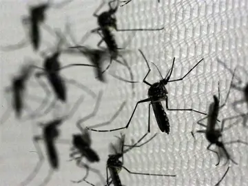 el mosquito 'Aedes aegypti', transmisor del virus del Zika el mosquito 'Aedes aegypti', transmisor del virus del Zika