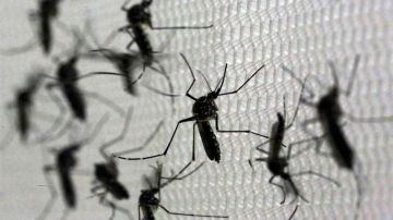 el mosquito 'Aedes aegypti', transmisor del virus del Zika