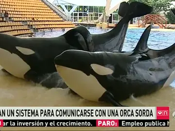 Frame 62.577677 de: orca Frame 62.577677 de: orca