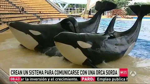 Frame 62.577677 de: orca Frame 62.577677 de: orca