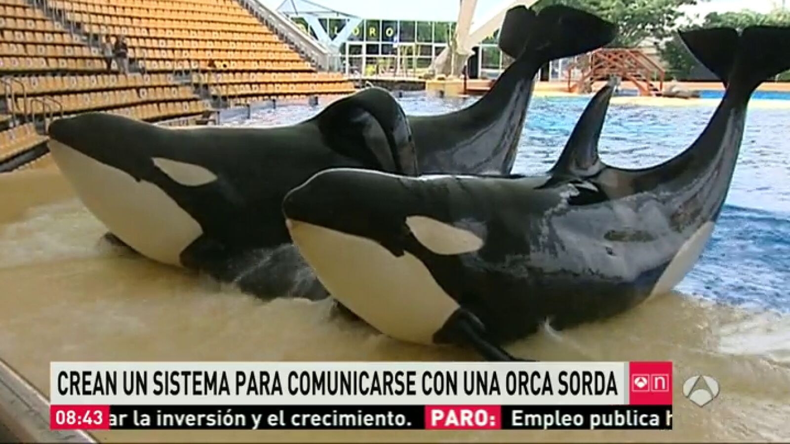 Diseñan un sistema de gestos y luz para comunicarse con una orca sorda