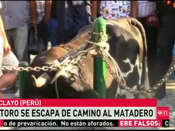 Frame 13.874623 de: toro Frame 13.874623 de: toro