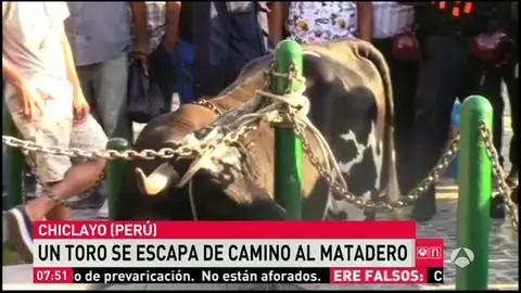 Frame 13.874623 de: toro Frame 13.874623 de: toro
